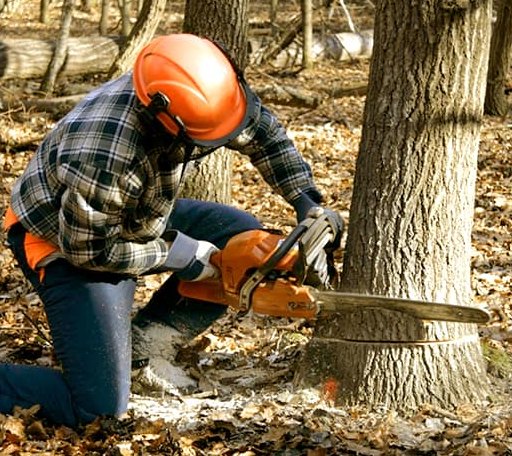 Tree Removal in Scotts, MI